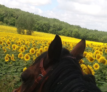 Les Chevaux d'en Belaval   Tarn