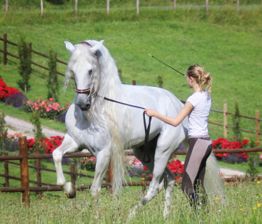 Le Cheval Autrement - Natifaence  <em>24150 Baneuil</em> Dordogne