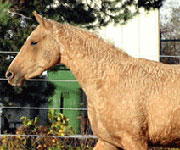 La race CURLY