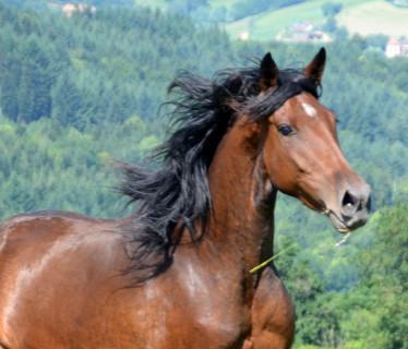 Poney-Club de Cenves  <em>69640 Cenves</em> Rhne