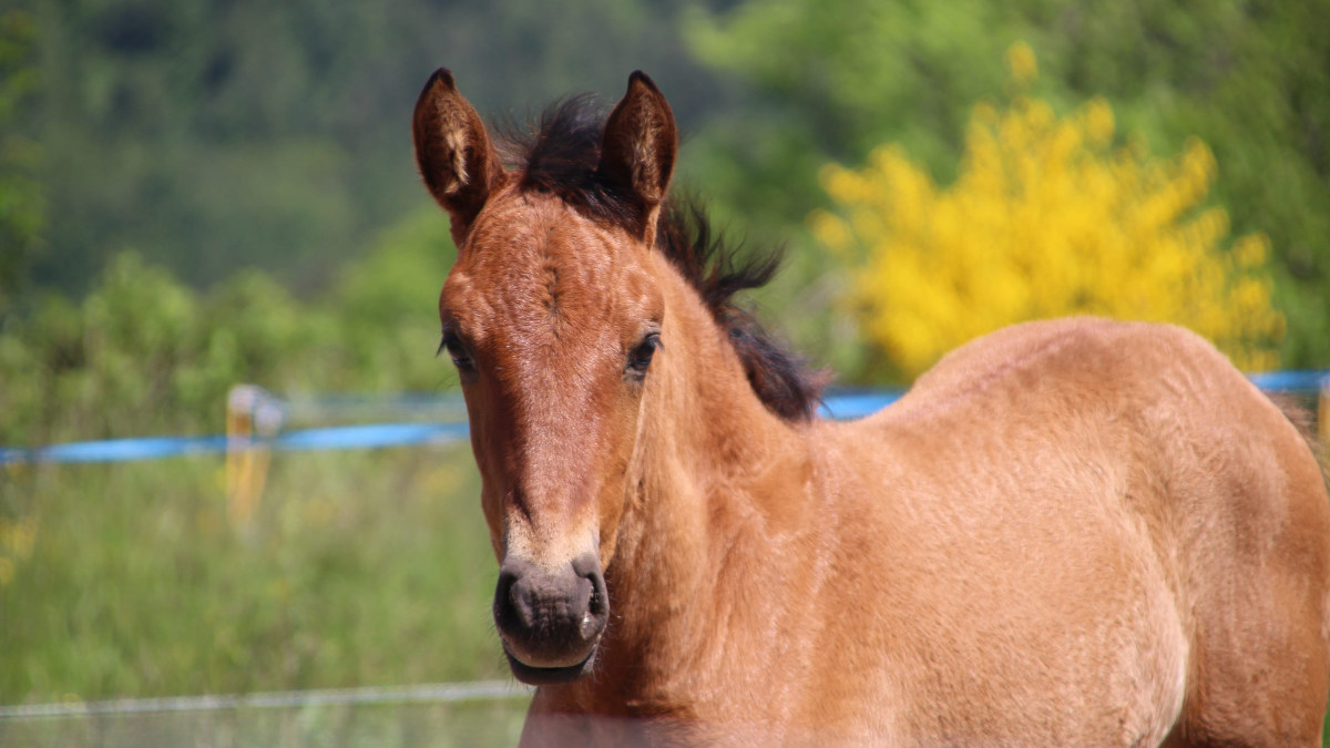 Cheval à vendre les annonces TERRE-EQUESTRE.COM sur TERRE-EQUESTRE.COM